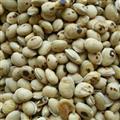 精品白扁豆选货，颗粒饱满产地直销 支持打粉